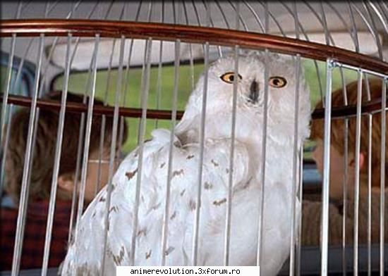 Personaje - hehe.. uite, o sa incep cu ea ;) Hedwig este - Despre Harry Potter